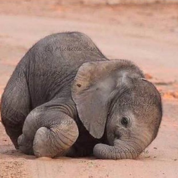 ♥️🐘A Portion Of my Sales Support Orphan Elephants - Picture 7 of 10